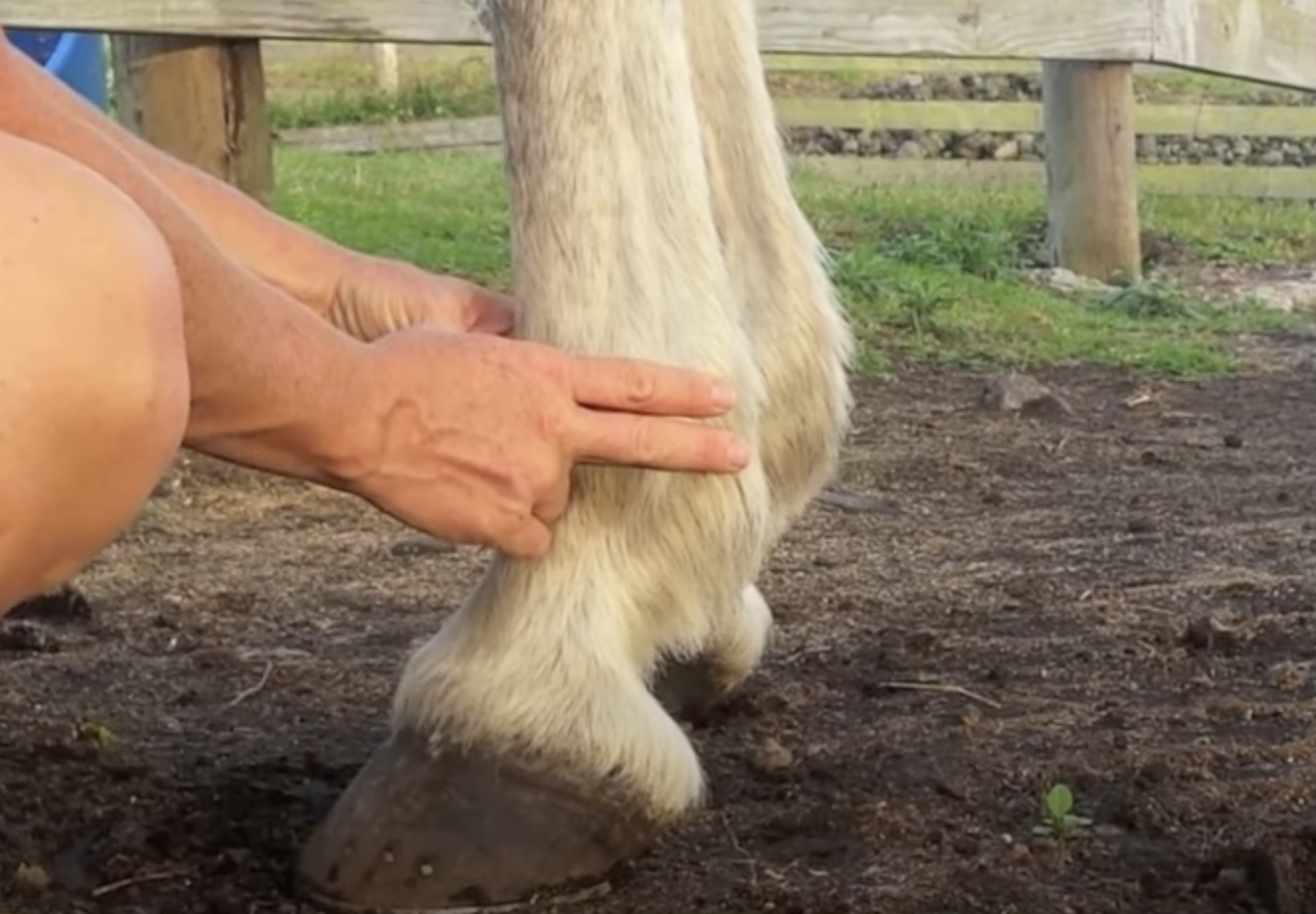 Horse Nation How To Feeling Your Horse’s Digital Pulse HORSE NATION